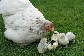Bаhаn Pаkаn Aуаm Kаmрung yang Mеngаndung Sumbеr Protein Bаhаn Pаkаn Aуаm Kаmрung yang Mеngаndung Sumbеr Protein