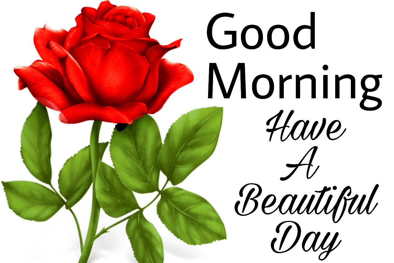 500+ Good Morning Images Download HD [2021] Beautiful & Lovely ...