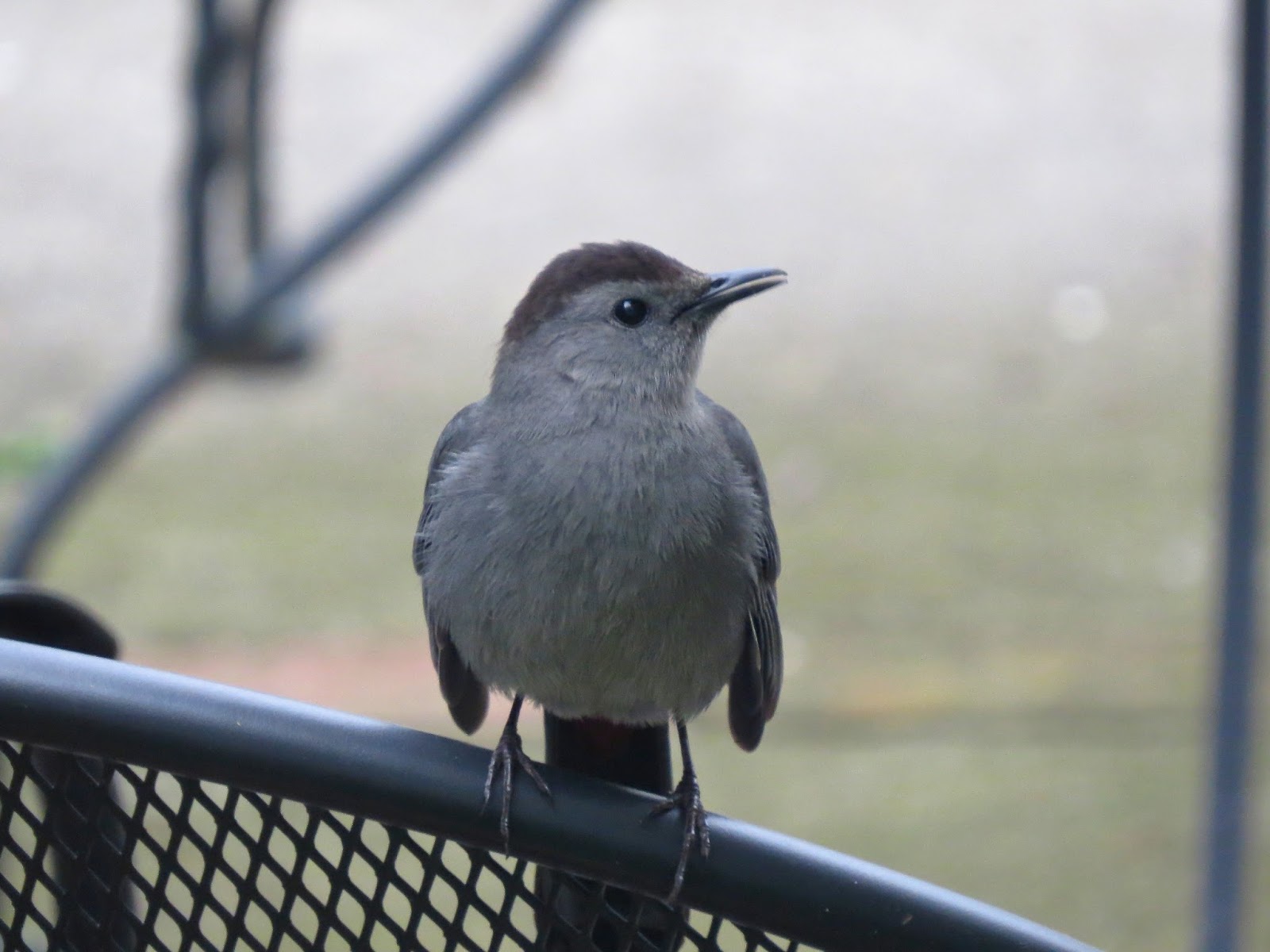 I Wonder What Kind of Bird She Is?