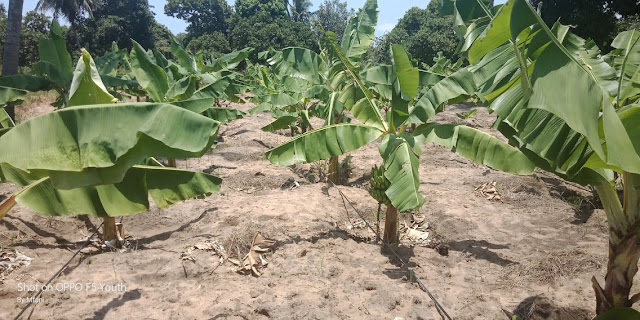 Banana farming under irrigation