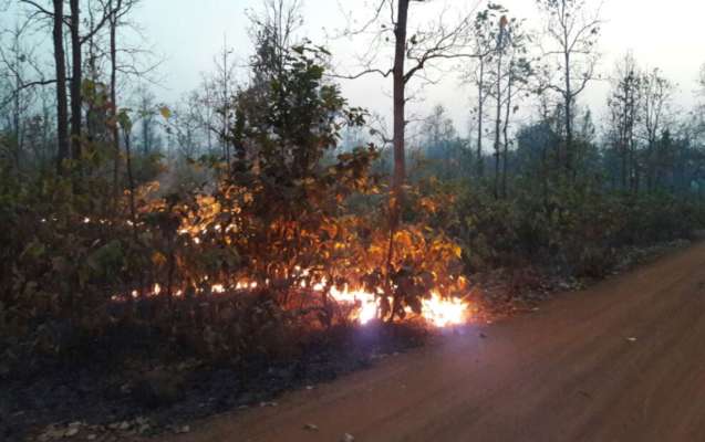 বসন্তের পাতাঝরা মরশুমে জঙ্গলে আগুন লাগানোর চেনা ছবিটা আবারও ফিরতে শুরু করেছে কি ?