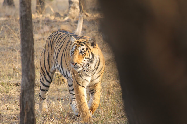 best Tiger Safari India jungle resorts