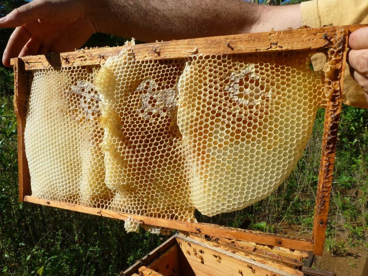 Les Ruches en apiculture naturelle et sauvage - découverte sur les