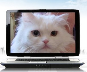блог кота васьки Яна - блогер