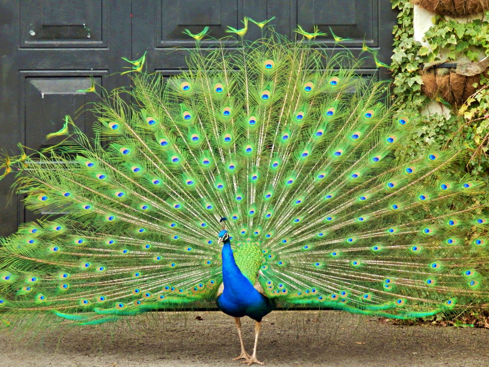 Mike's Cornwall A Peacock Seen While Walking Are Peacock's Feathers