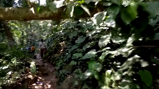 Jalan setapak menuju curug gendang Tahura Carita Banten