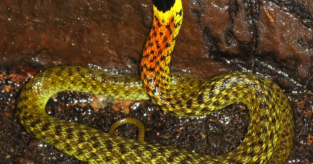 Ular Asli Indonesia Ular Picung (Rhabdophis subminiatus)