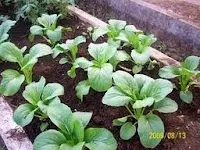 sawi, pakchoy white, pak coy, jual benih sawi, toko pertanian, toko online, lmga agro