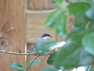 Texas Bird, Black Capped Chickadee