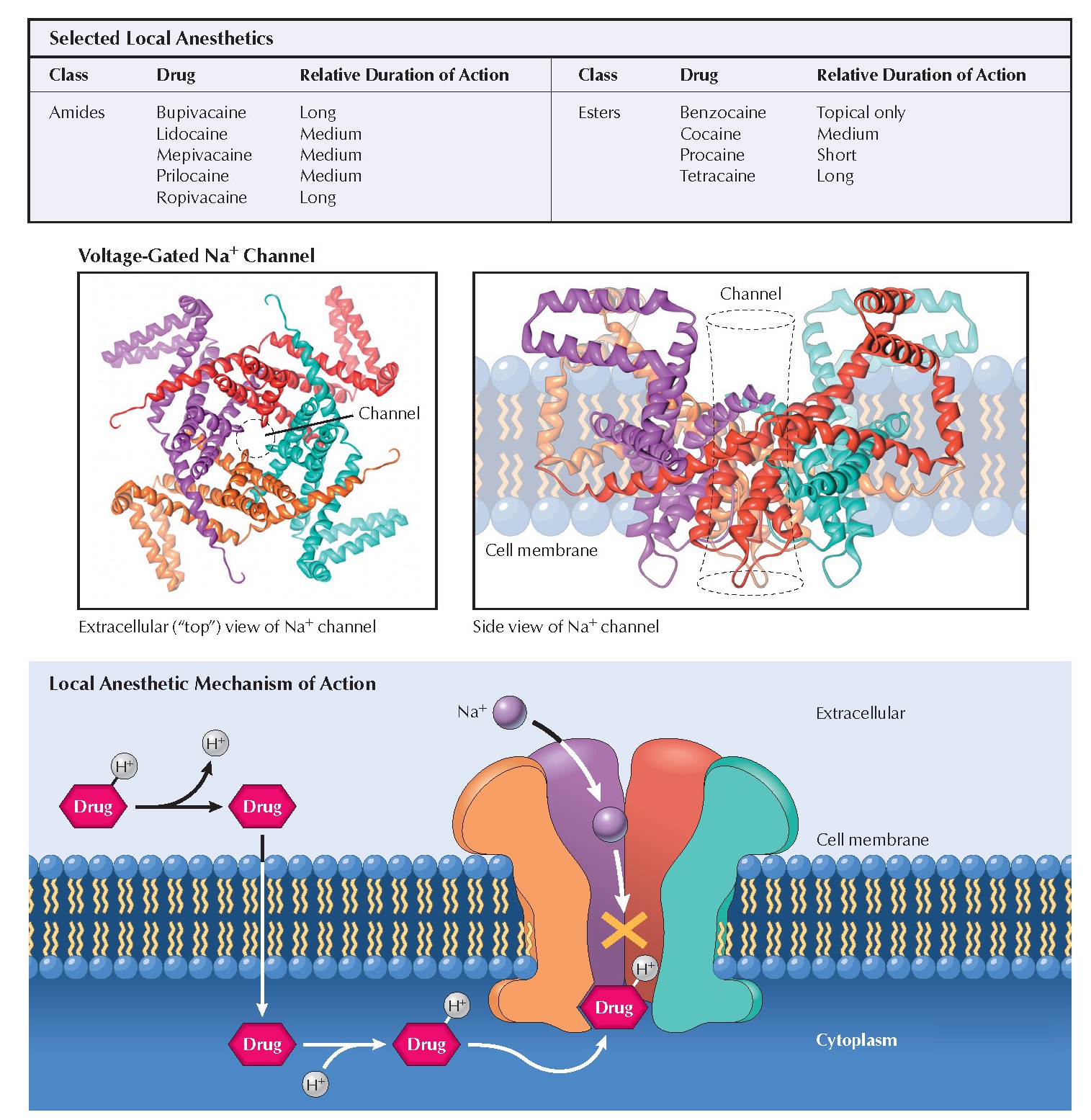 Local Anesthetics Spinal Afferents and Local Anesthetic Mechanisms of