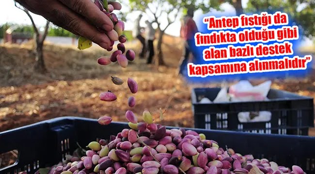 Tekelci yapı fıstık fiyatları üzerinde oynuyor Şemsi Bayraktar fıstık fiyatları