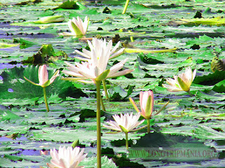 Lotus Lagoon Candidasa