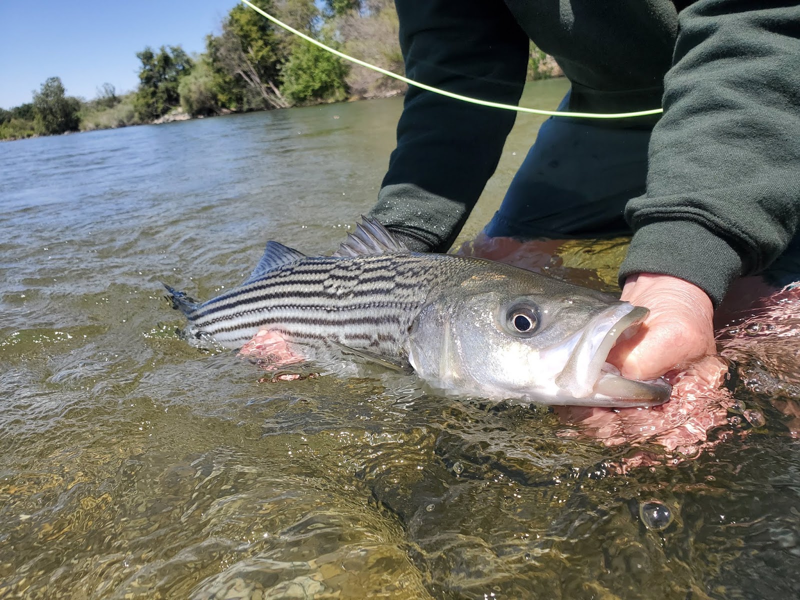 Nor Cal Fly Guides Ncfg Blog Northern California Fly Fishing Guide