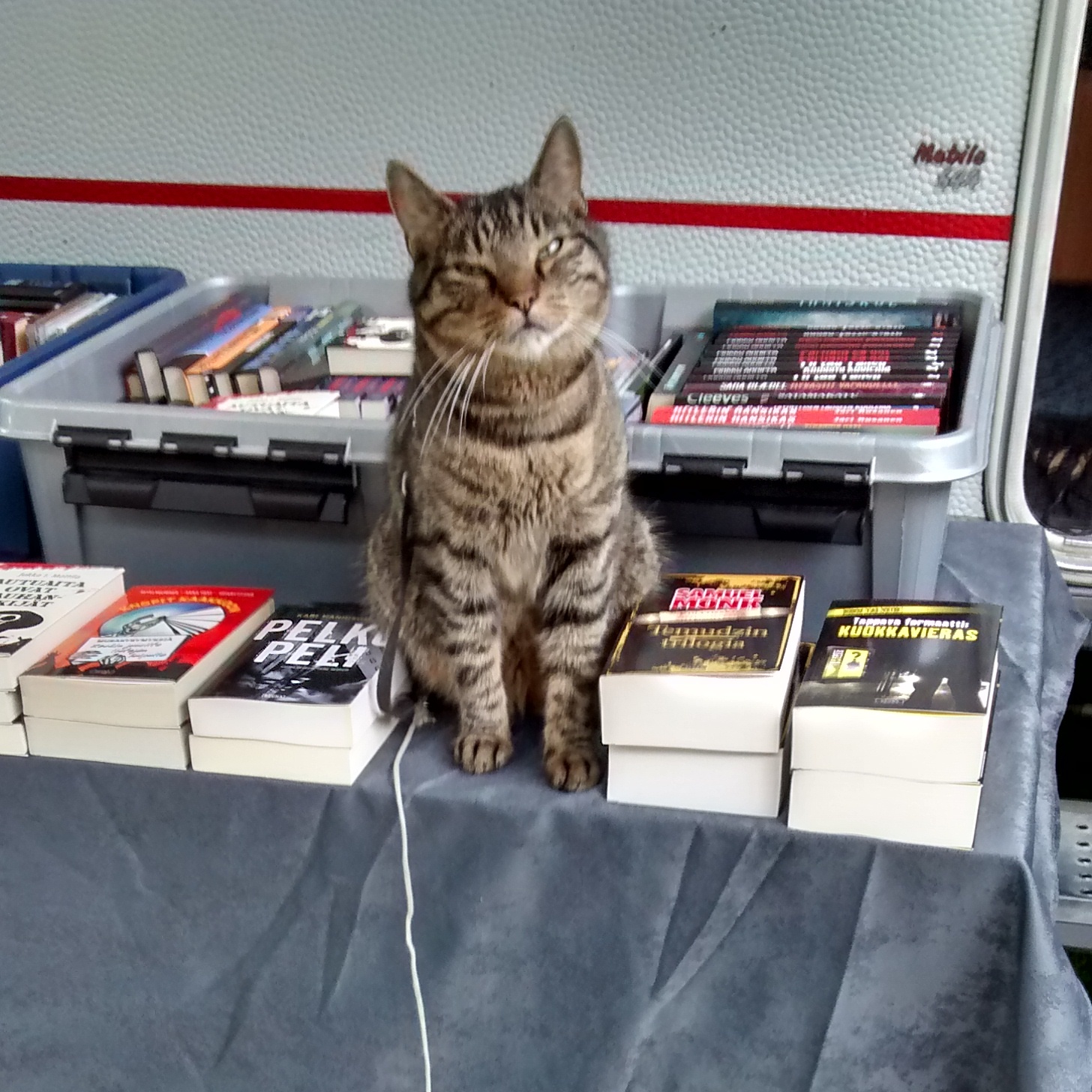 The undoubted star of the show at the Dekkarit Festival... the bookshop cat.