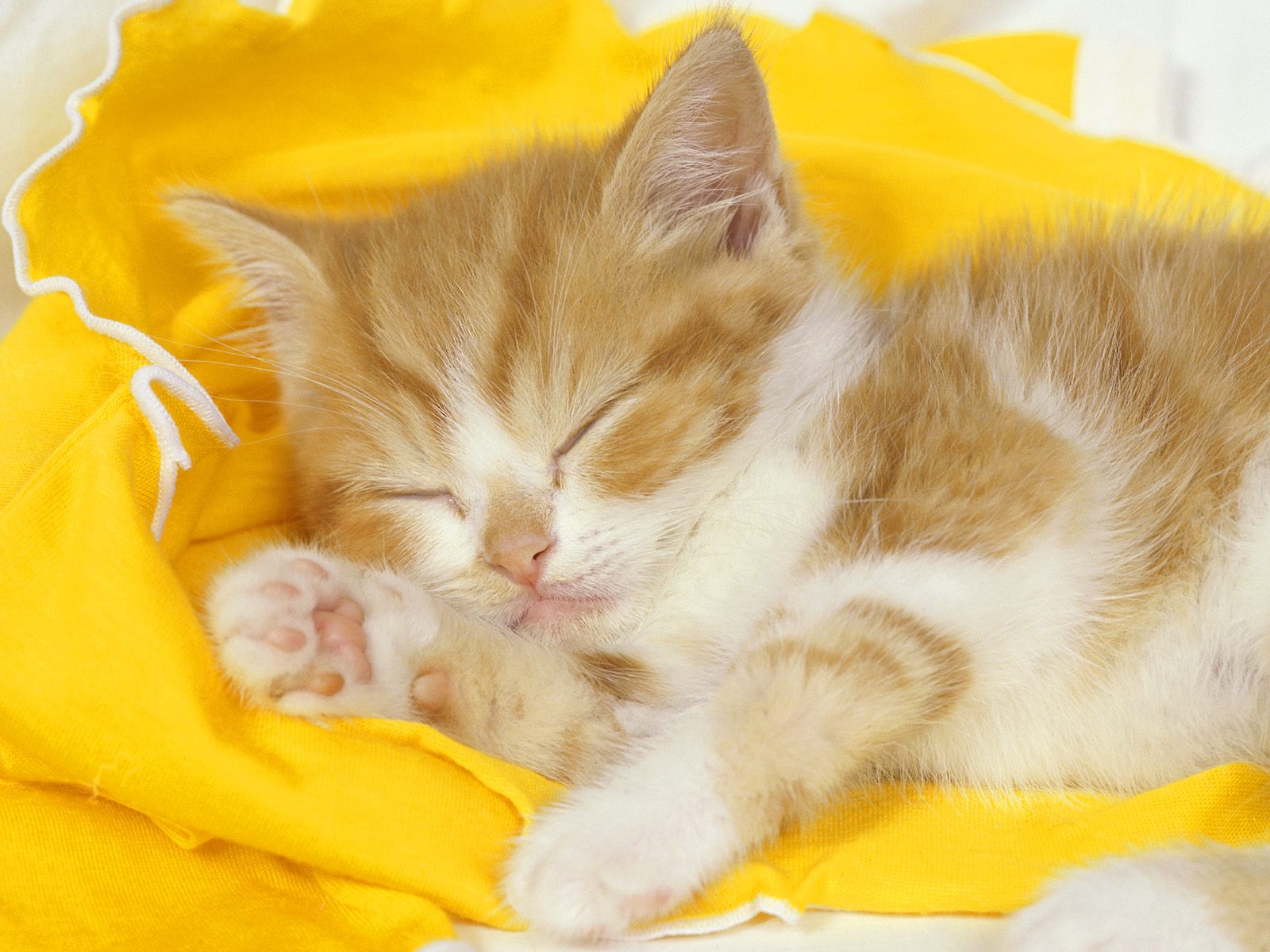 Dunia Pengetahuan Kucing Kucing Lucu Sedang Tidur