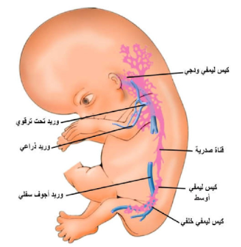 الجهاز الليمفي وجهاز المناعة Lymphatic And Immune Systems