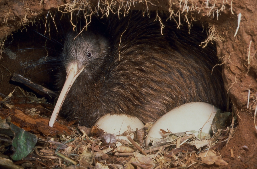 Kiwi bird eggs, size & facts, How many Kiwi birds are left?