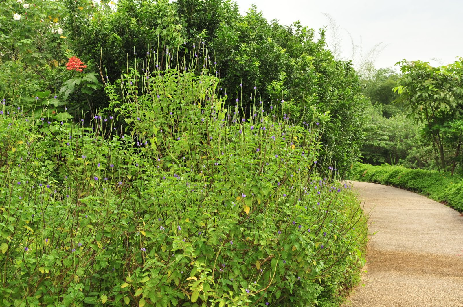 Butterflies Of Singapore Favourite Nectaring Plants 16