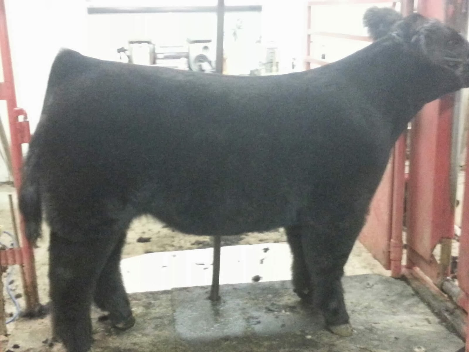 Vansickle Cattle Co. FOR SALE Great fat steer prospect