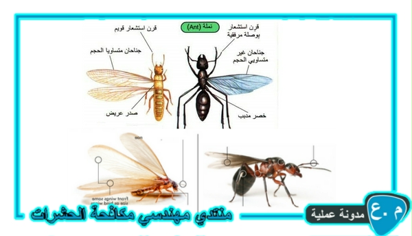 النمل الابيض والنمل المجنح
