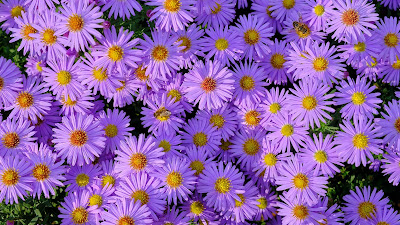 Wallpaper Symphiotrichum, Purple Flowers, Garden