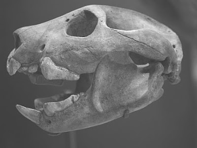 Thylacoleo skull