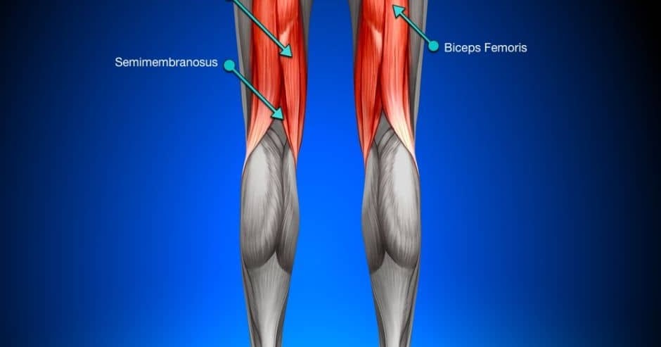 Hamstrings мышца