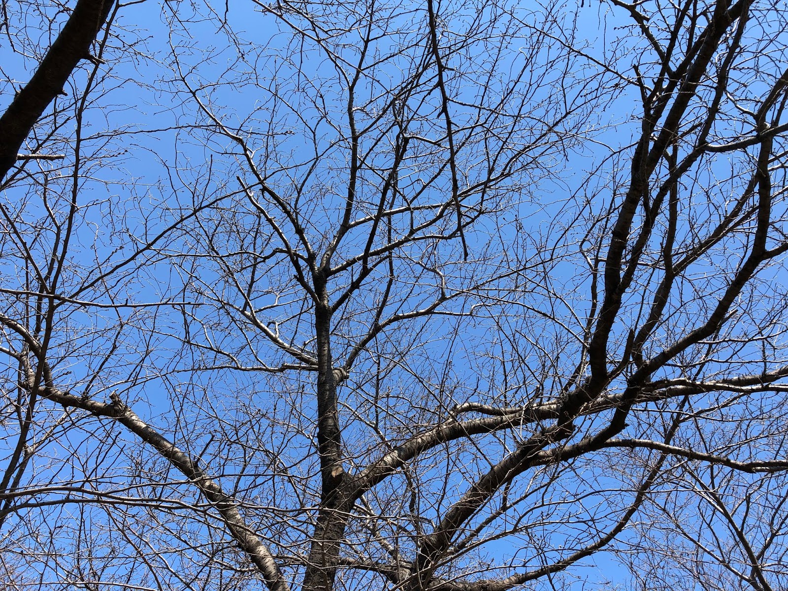 Hisayo S Inn 今日の風景