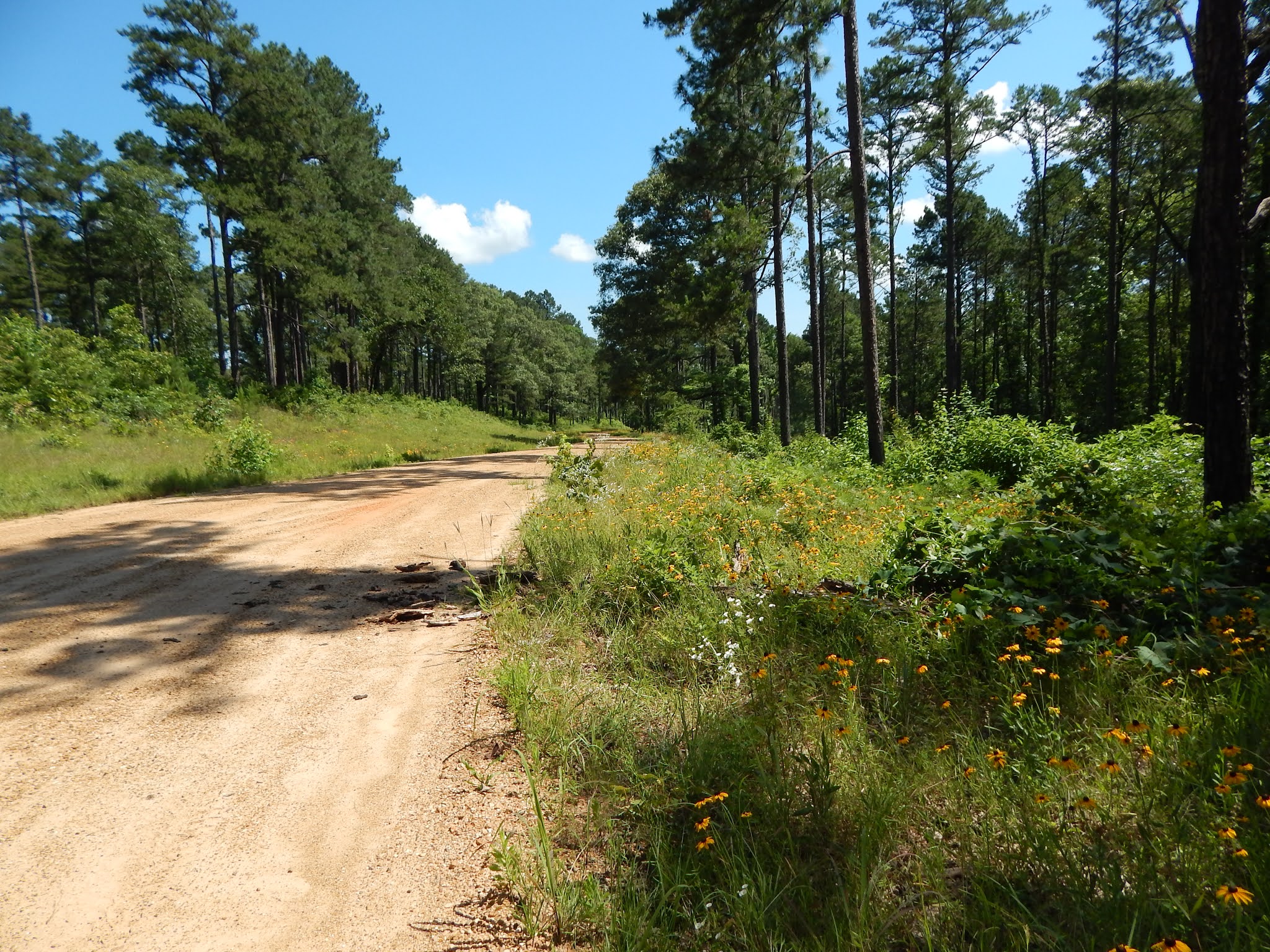 Central Louisiana Birding & Wildlife Kisatchie National Forest