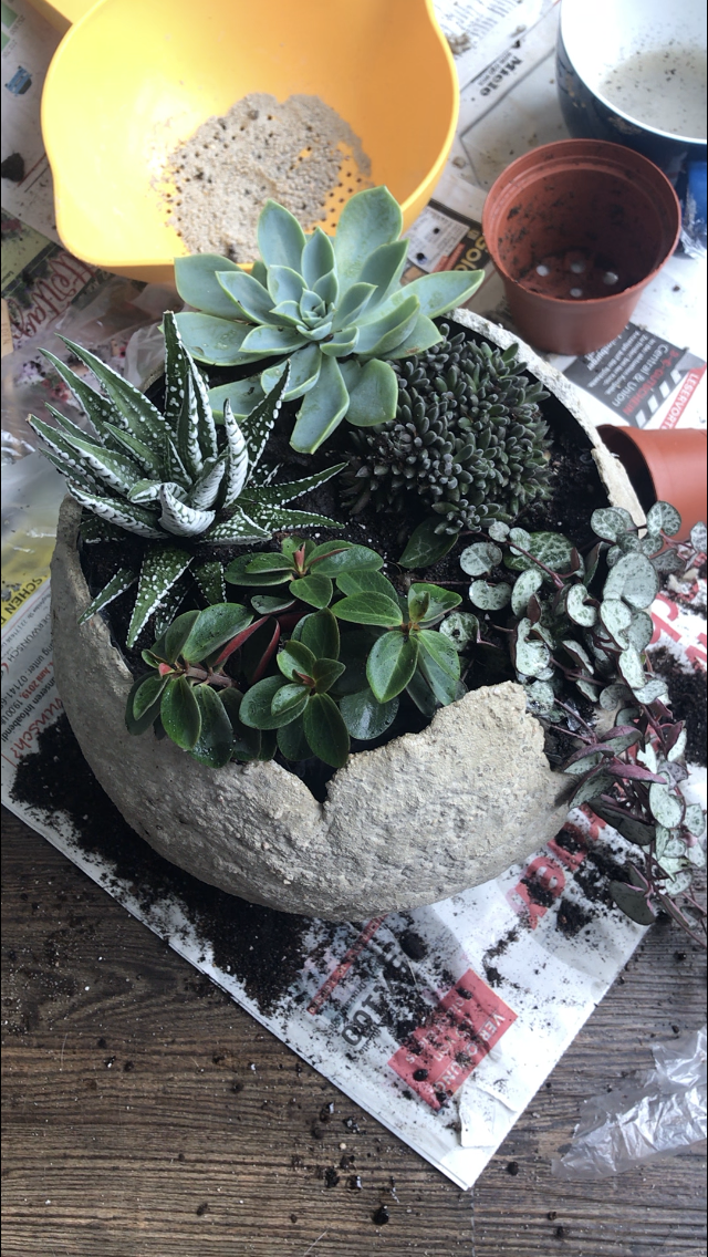 Bunt Ist Meine Lieblingsfarbe Bepflanzte Betonkugel Selbst Machen