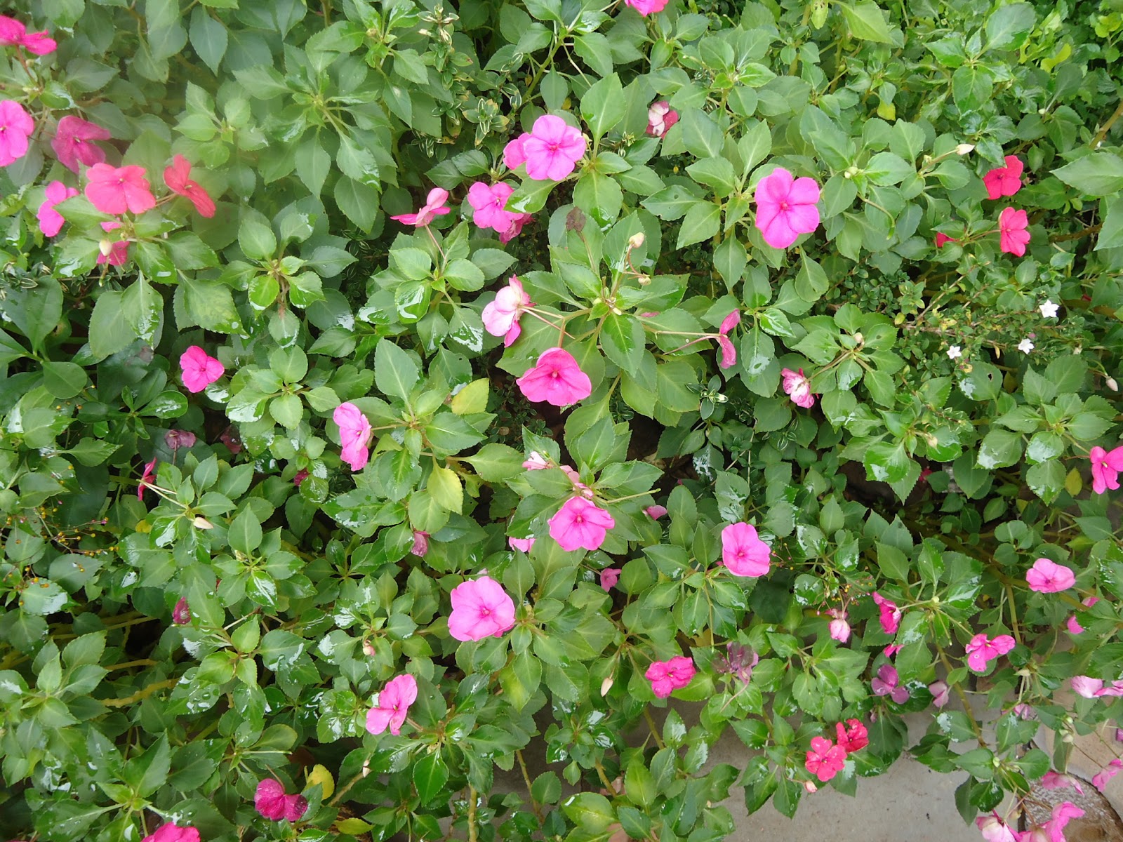 ...Sabores e Sensações Maria sem vergonha do meu jardim