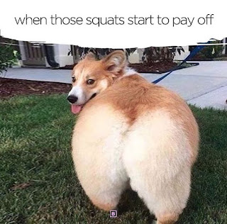 Funn Pic Dog Doing Squats Exercise