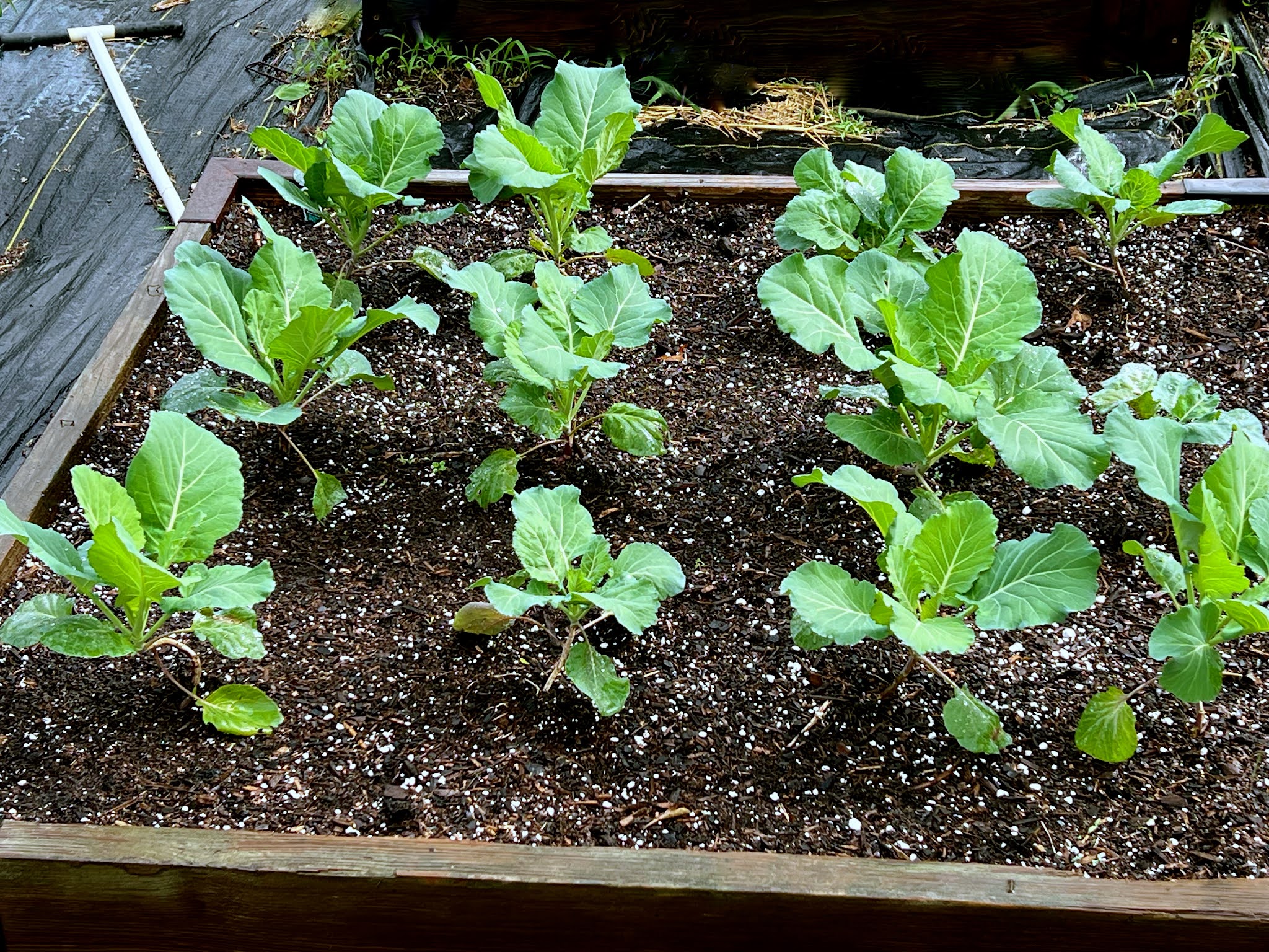 Two Men and a Little Farm GARDEN IS DOING NICELY