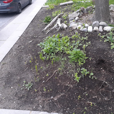 Roncesvalles Toronto shade garden makeover before by Paul Jung Gardening Services--a Small Toronto Gardening Company