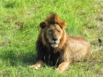 Male lions awakens in Ngorongoro Crater (Tanzania)