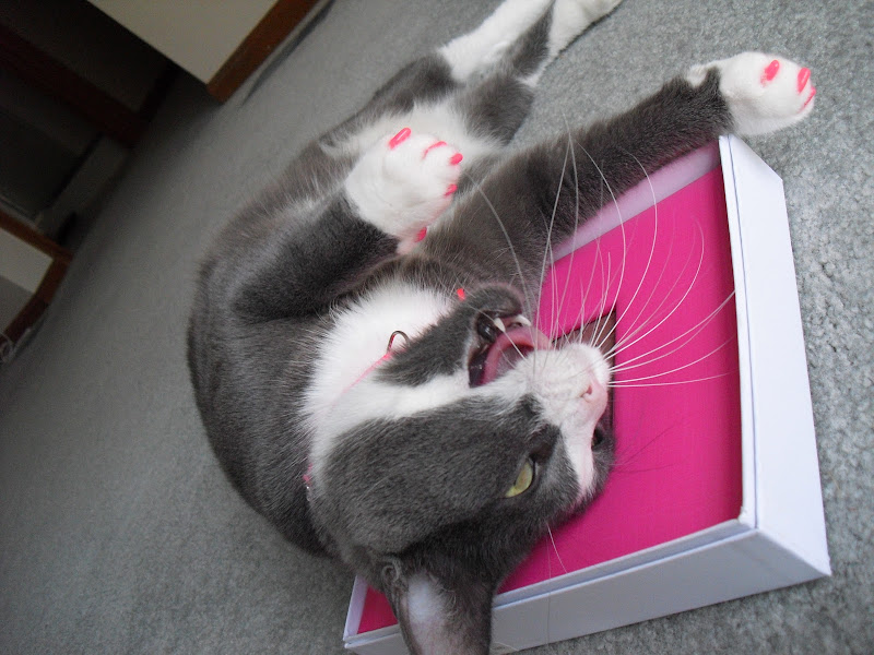 A Tonk S Tail Err Tale Wordless Wednesday