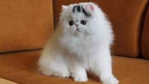 Kucing Persia Peaknose Ciri Ciri Tips Memilih Dan Merawatnya Kupersia