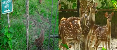 Images of Bangabandhu Safari Park Images of Bangabandhu Safari Park