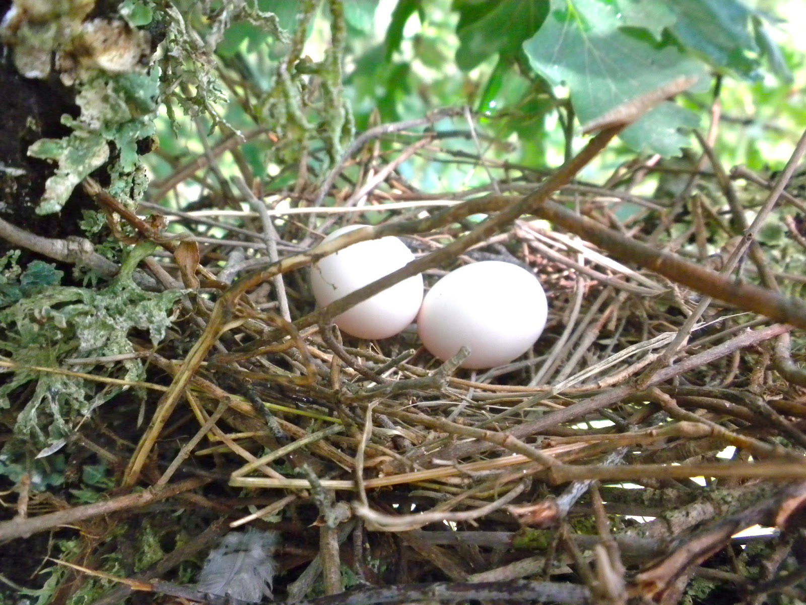 From a Tuscan Hillside Nesting Dove