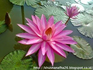 Belajar Kehidupan Dari Bunga Teratai Ibnu Arsib Ritonga