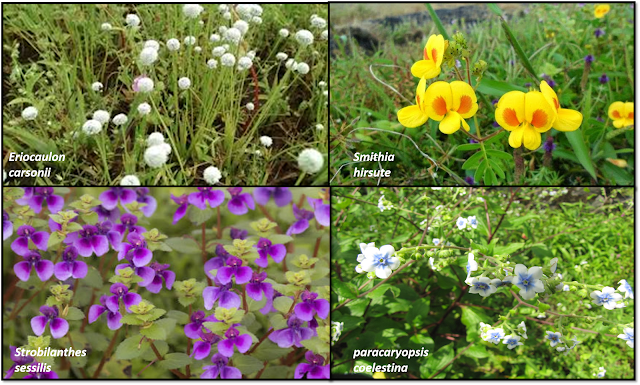 a valley of flowers-kaas pathar