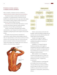 Apoyo Primaria Ciencias Naturales 6to Grado Bloque I Tema I Coordinación y defensa del cuerpo humano