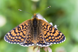 Para ampliar Melitaea cinxia (Doncella del llantén)  hacer clic