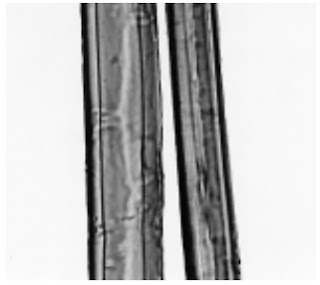 Longitudinal-View-500X-Abaca-fibre