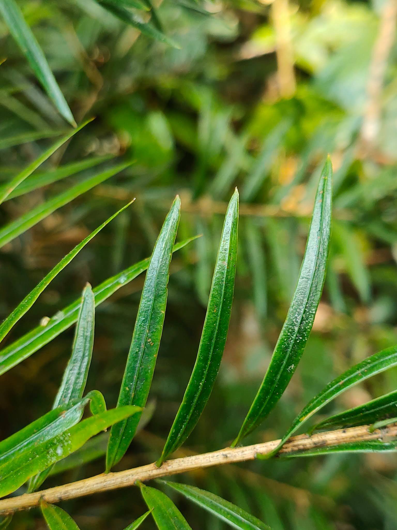 Keteleeria evelyniana Mast.