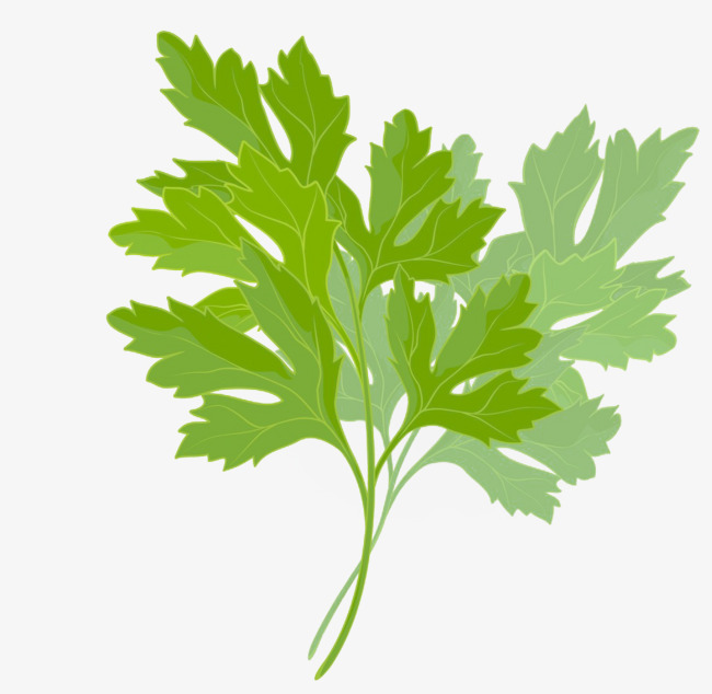 Картинка петрушка для детей в детском саду для огорода