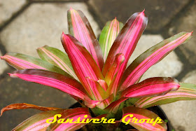 ANEKA JENIS BROMELIA BROMELIA-RED-MOON