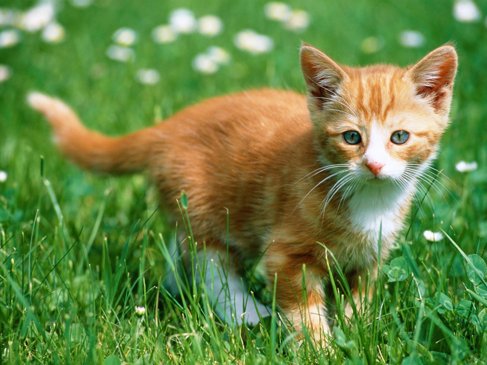 Free Wallpaper Dekstop: Cats wallpapers, cat wallpaper