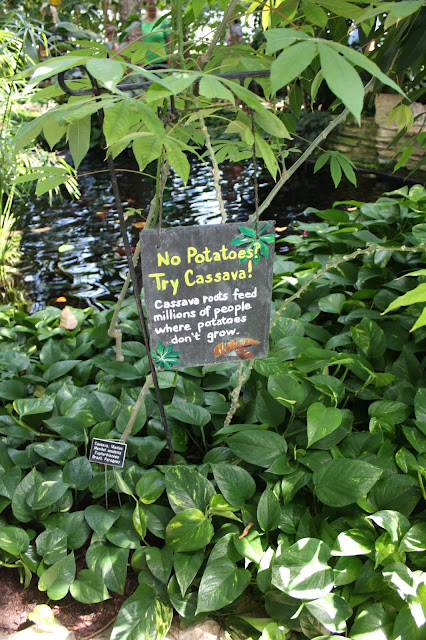 Learning about cassava at Como Park Conservatory