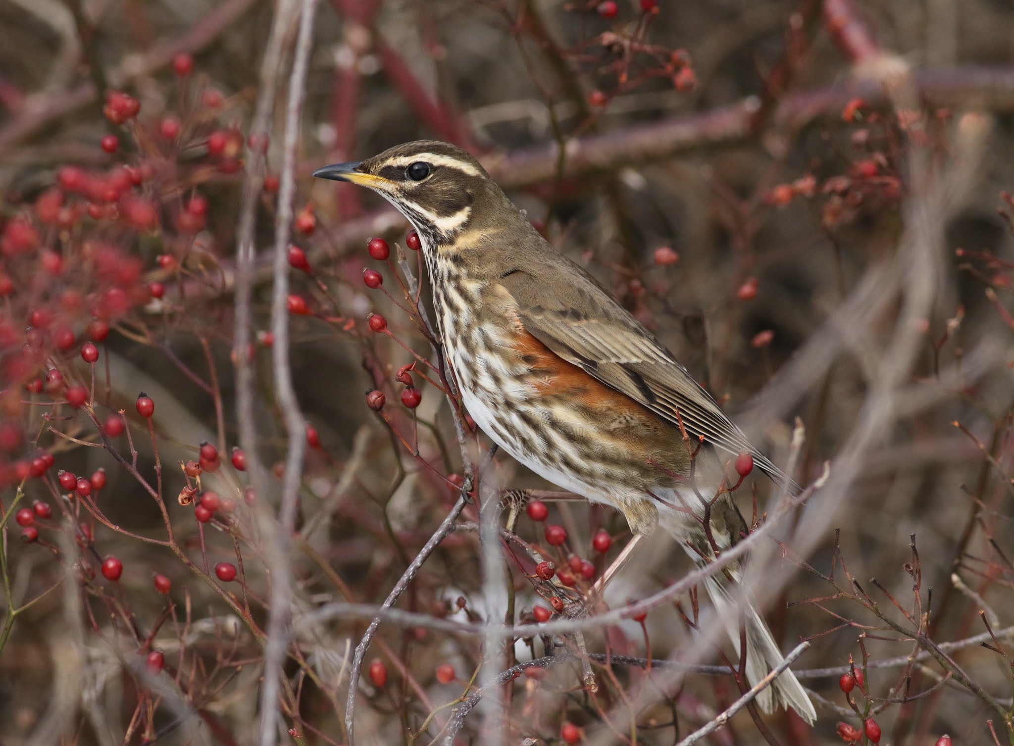 Pioneer Birding ME a REDWING in Portland!